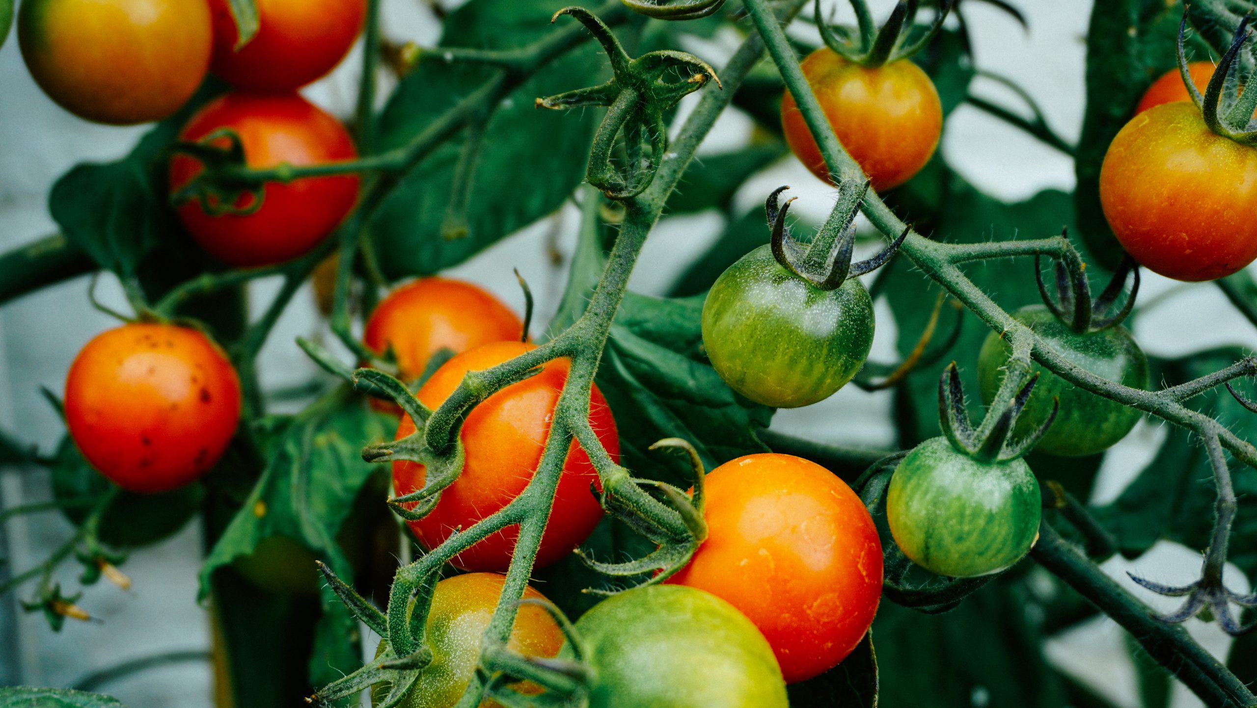 green and red tomatoes growing ripening on vine