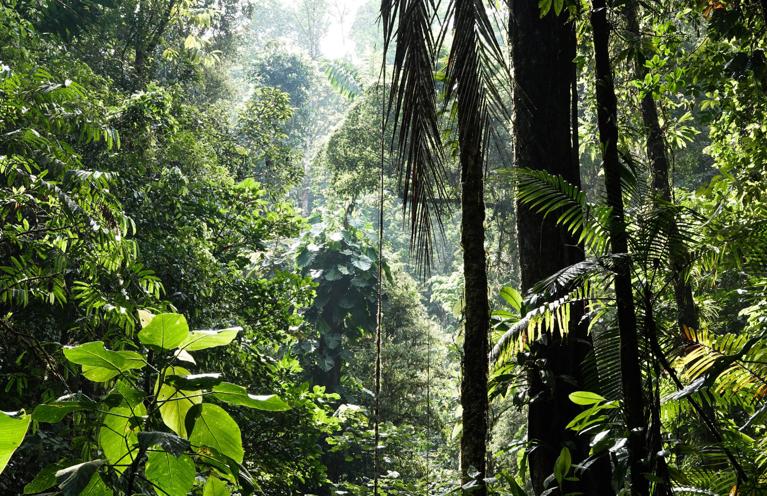 rainforest trees in sunlight